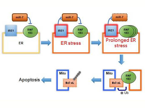 内质网应激反应的分子机制